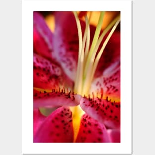 Pink Lily Lilium Herbaceous Flowering Plants Posters and Art